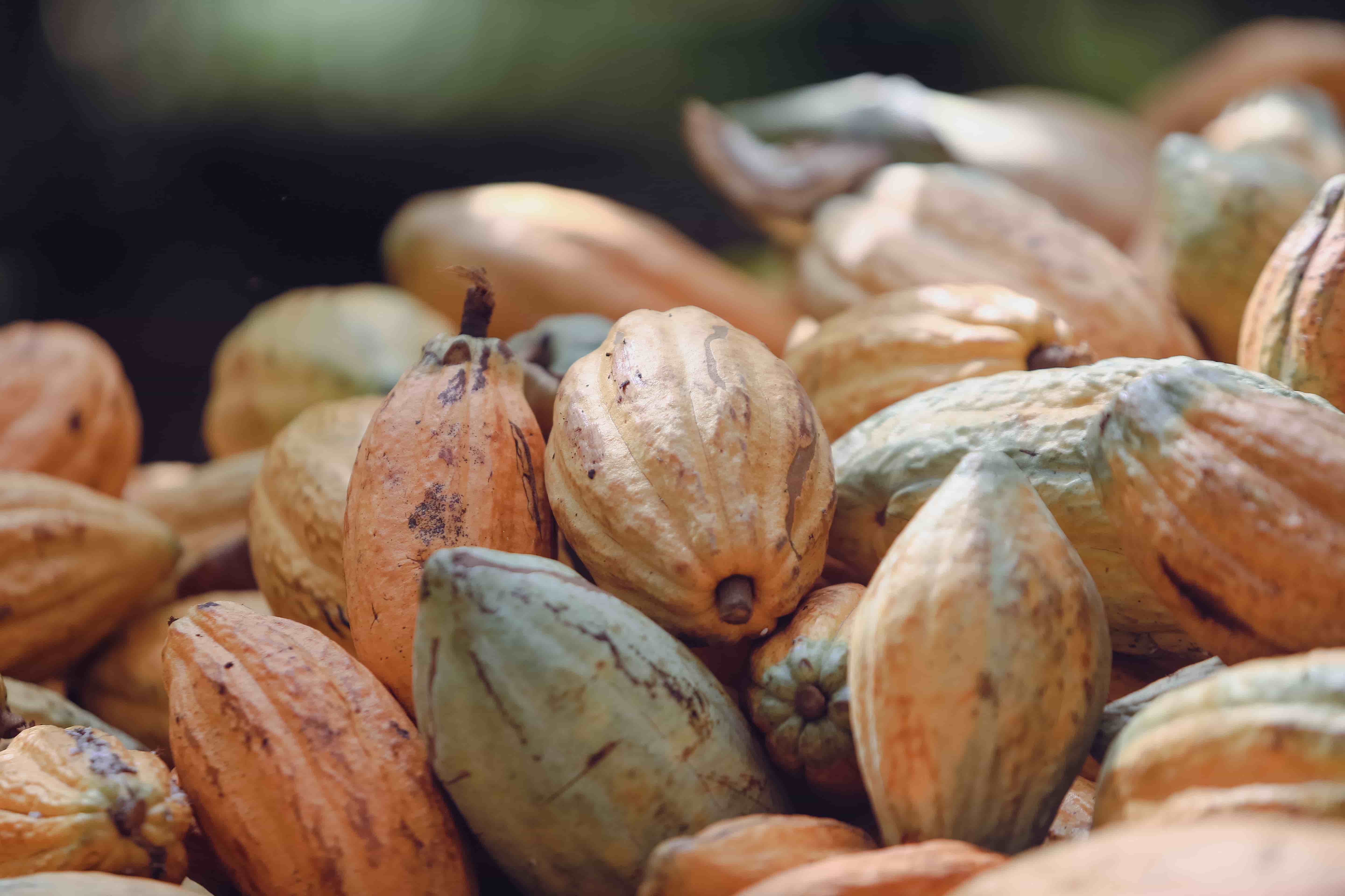 Indonesian Cocoa