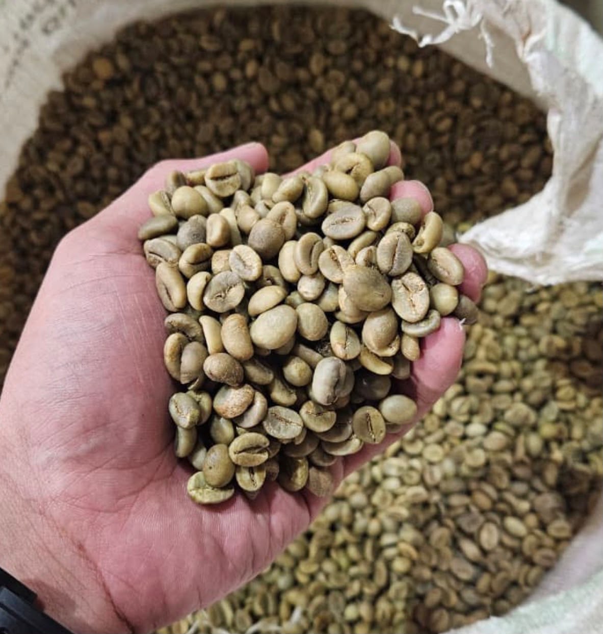 Robusta Beans