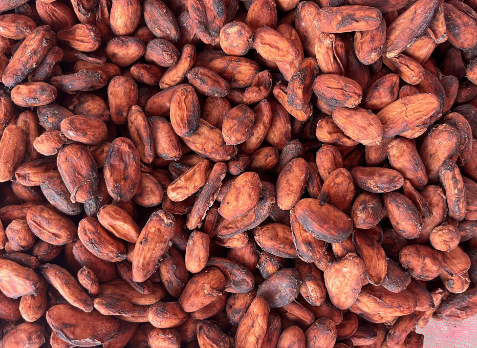 Fermented Cocoa Bean